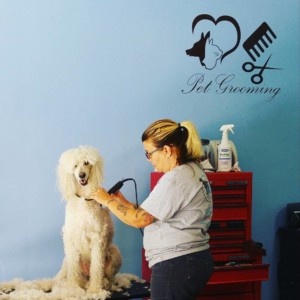 Poodle being groomed at Spring Creek Kennel & Cattery.